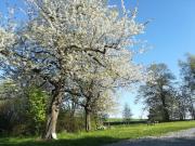 Top Kounov Top Kounov