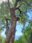 Top Lavagna Top Lavagna