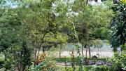 Top Bukit Lawang