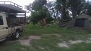 Savuti Mobile Camping Safaris