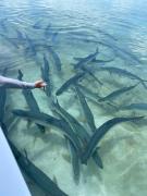 Top Belize City Top Belize City