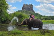 The Wild Elephant Resort