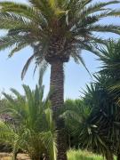 Top Santa Gertrudis de Fruitera