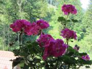 Top Dolenja Trebuša