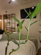 Top Sant Just Desvern Top Sant Just Desvern