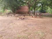 Shambalah roots camp