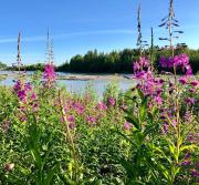 Top Talkeetna