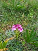 Top Casais do Chão da Mendiga