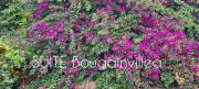 SUITE Bougainvillea