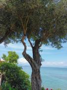 Top Agia Pelagia Chlomou