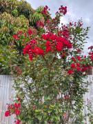 Chic Retreat Vintage and Modern