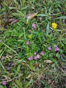 Top Valdivia Top Valdivia