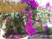 Top Houmt Souk Top Houmt Souk