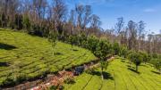Top Coonoor