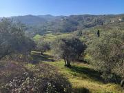 Casa tranquilla colonica toscana vicino a Firenze