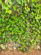 étage de villa avec jardin