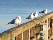 Top Ribnitz-Damgarten