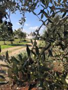 Trullo Trilli Puglia