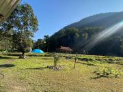 Top Pedong