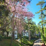 Top Da Lat
