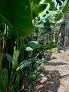 Top Ấp Tây Khánh (2)