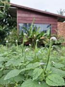 Top Ấp Tây Khánh (2)