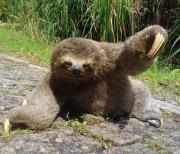 Villa in the middle of the Atlantic Forest in private condo