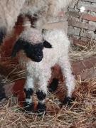 Top Palleau Top Palleau