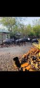 Top Marloth Park