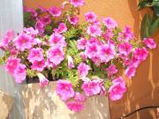 Top Giardini Naxos