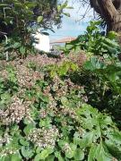 Top Angra do Heroísmo