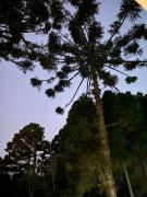 Apartamento Luxuoso Gramado