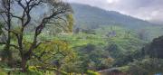 Top Ooty