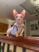 Top Yan Nawa Top Yan Nawa