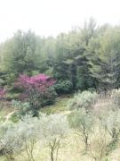 Jardin dans les Pins