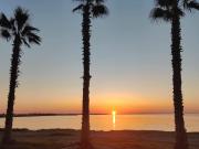 Palm garden paradise