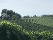 Top Castelvetro di Modena Top Castelvetro di Modena