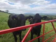 Mc Courts Cottage & Barn Mc Courts Cottage & Barn