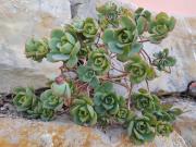 Top São Brás de Alportel