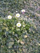 Top Santo Stefano di Magra