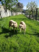 Top Vitorino dos Piães