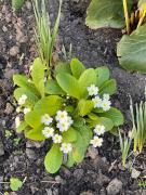 Top Luftinja e Sipërme