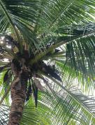 Top Baixo Guandu