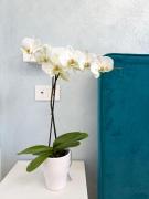 Glamping Degli Ulivi Glamping Degli Ulivi