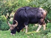 Top Coonoor