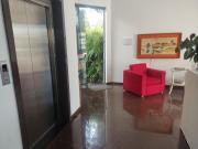 Top Tangara da Serra