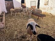 Top Souk Jemaa des Oulad Abbou