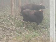 Greenways Tree House and Mud House