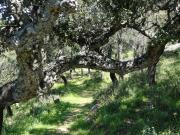 Top Alcalá de los Gazules