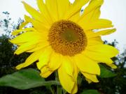 "Ferienhaus Strandläufer"